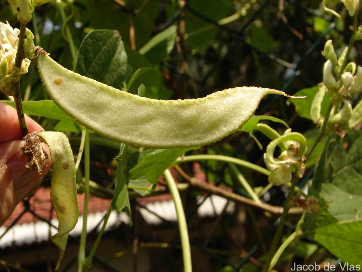 Lablab purpureus (L.) Sweet